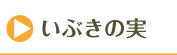 いぶきの実のお声