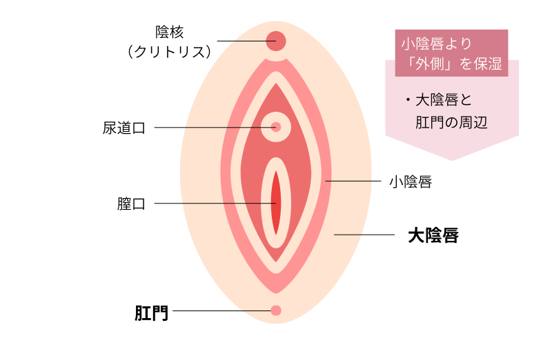 正しいデリケートゾーンの保湿エリア